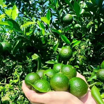 茶枝柑鲜果批发，可以加工小青柑普洱茶