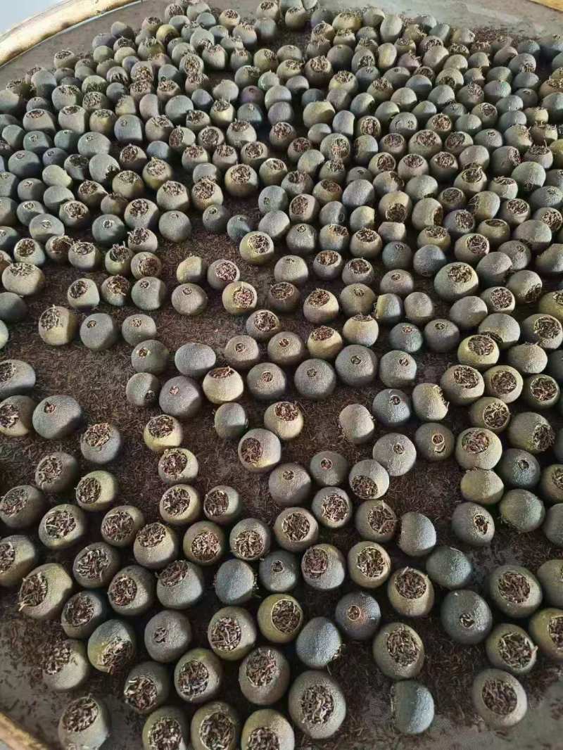茶枝柑鲜果批发，可以加工小青柑普洱茶