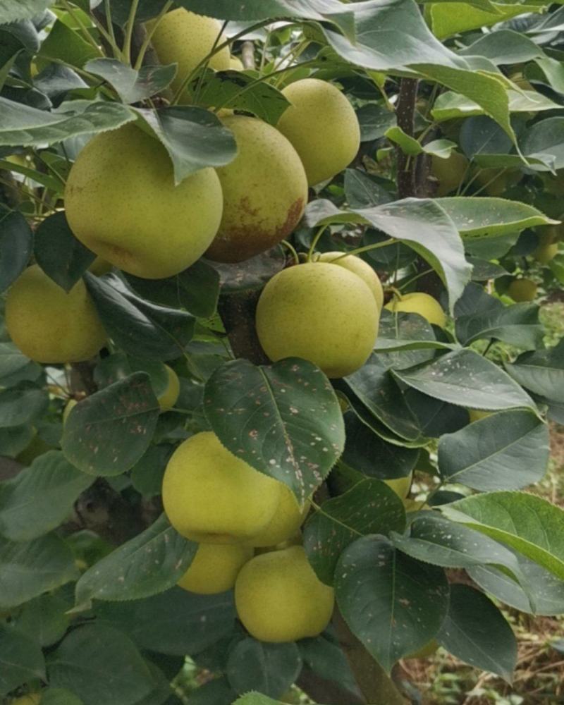 黄金梨