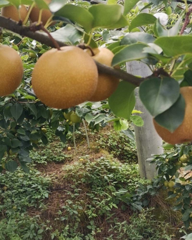 黄金梨