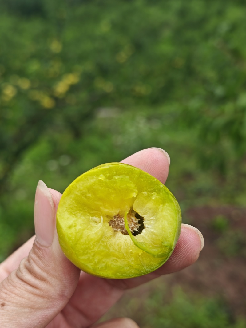 青脆李