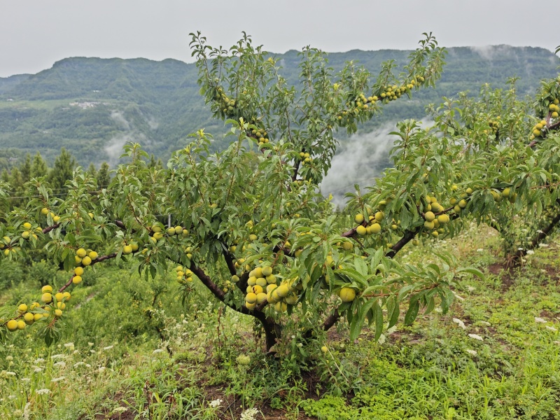 青脆李