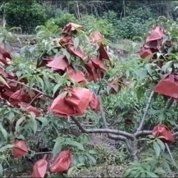 黄桃