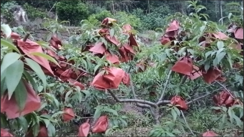 黄桃