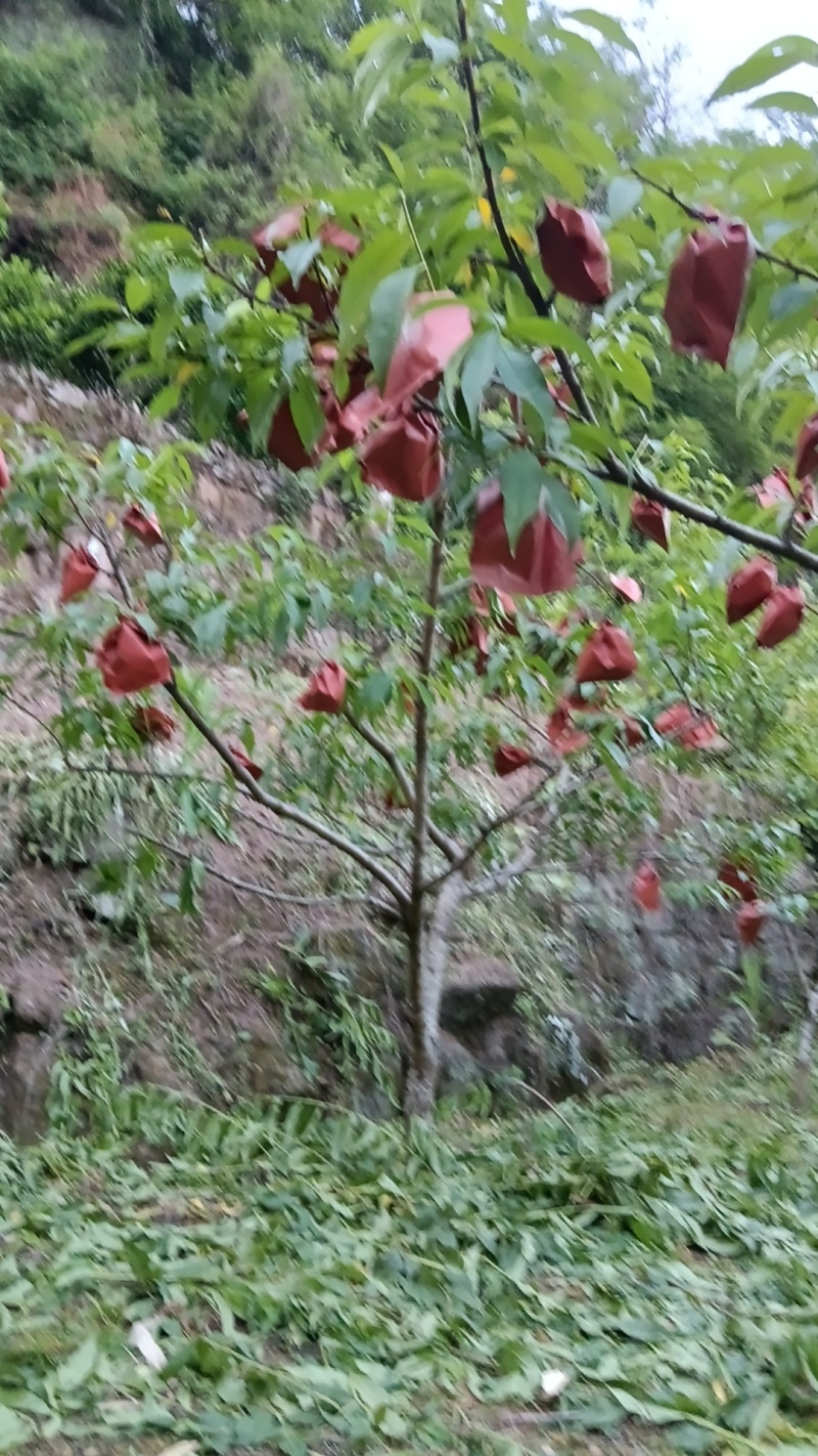 黄桃