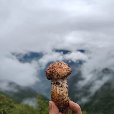 松茸香格里拉新鲜松茸
