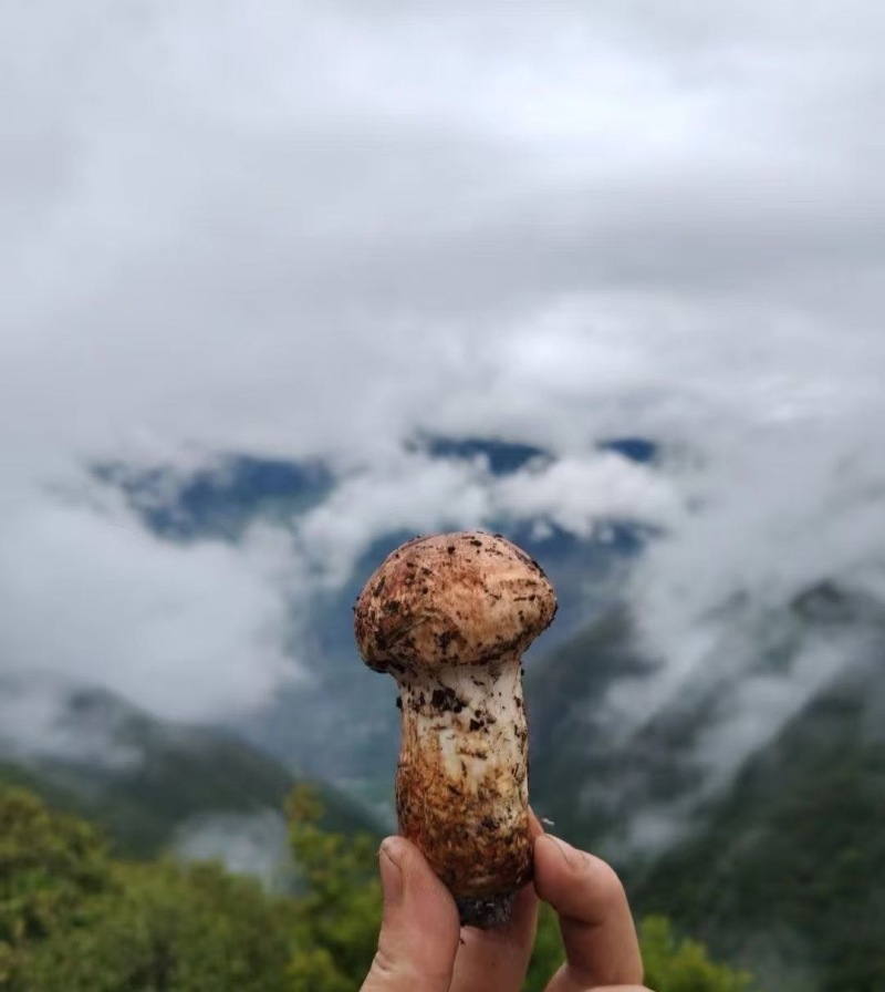 松茸香格里拉新鲜松茸