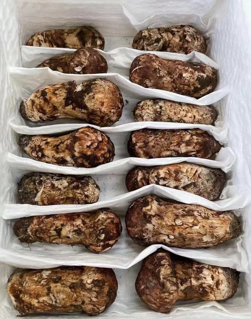 松茸香格里拉新鲜松茸