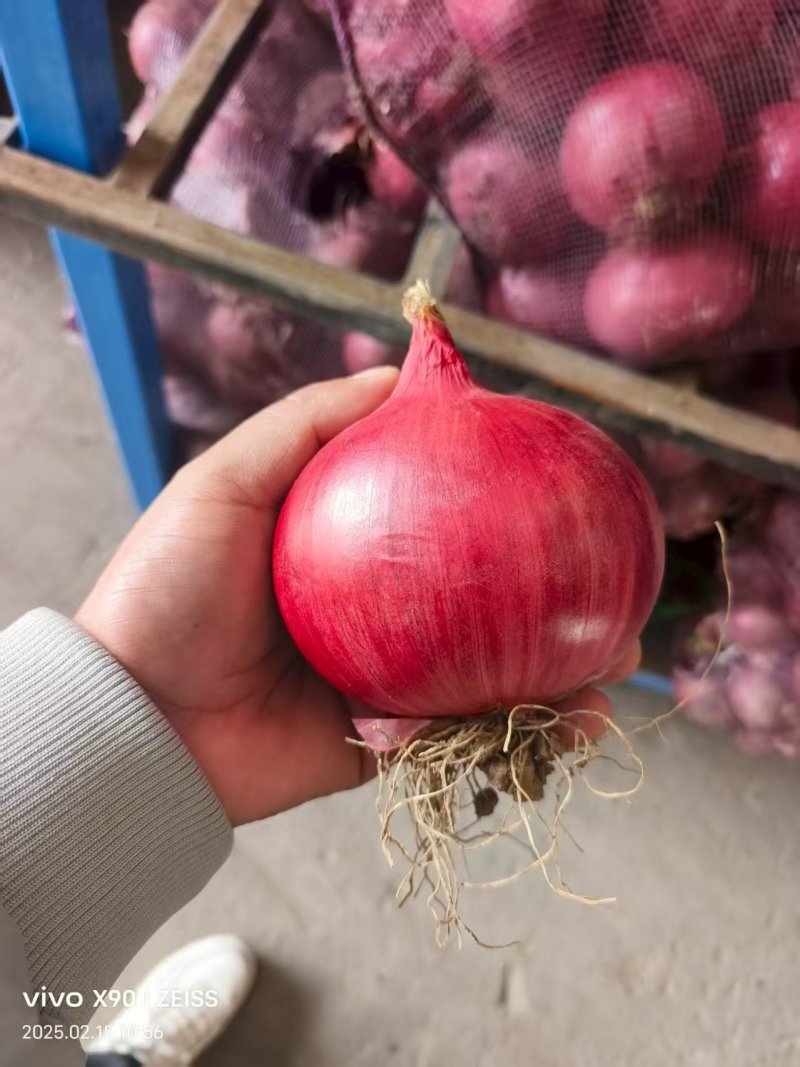 红皮洋葱