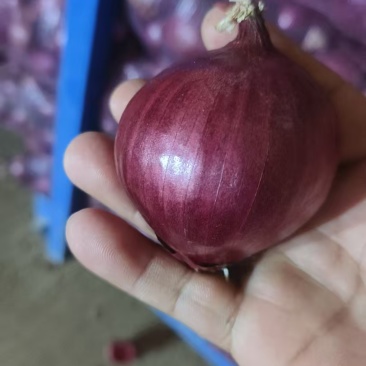 红皮洋葱