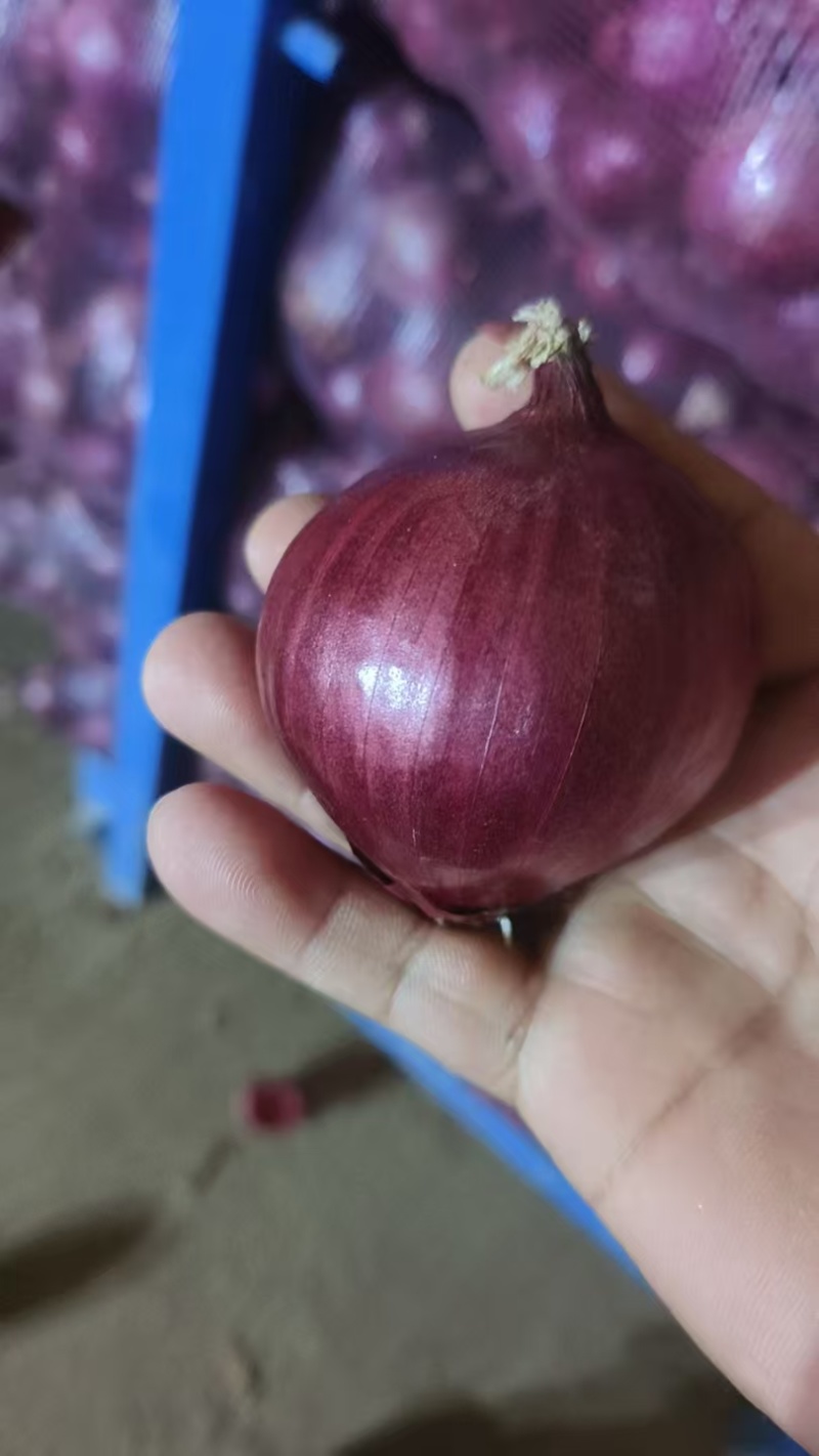 红皮洋葱