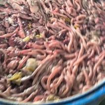 每夭3吨以上鸡肠，鸡肝