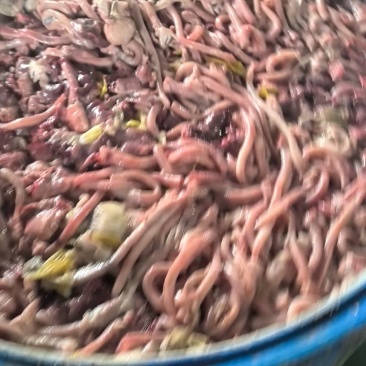 每夭3吨以上鸡肠，鸡肝