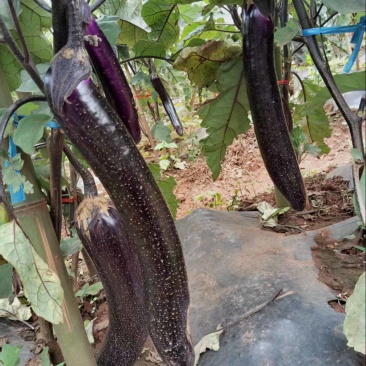 茄子