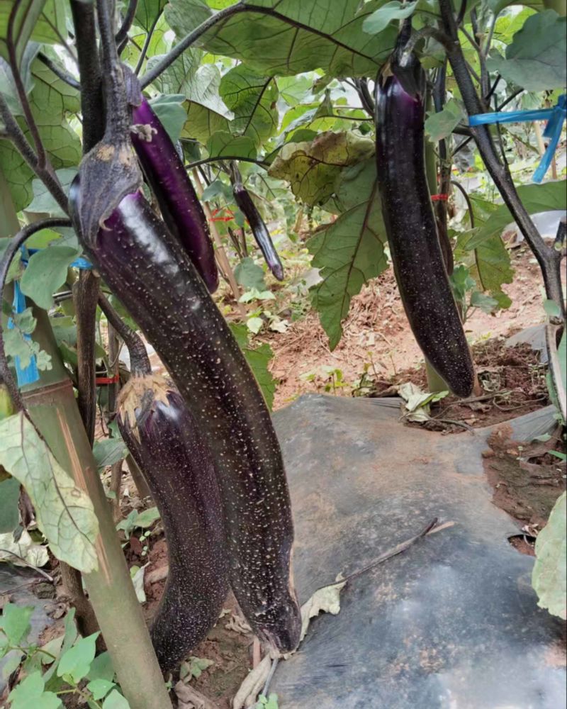 茄子