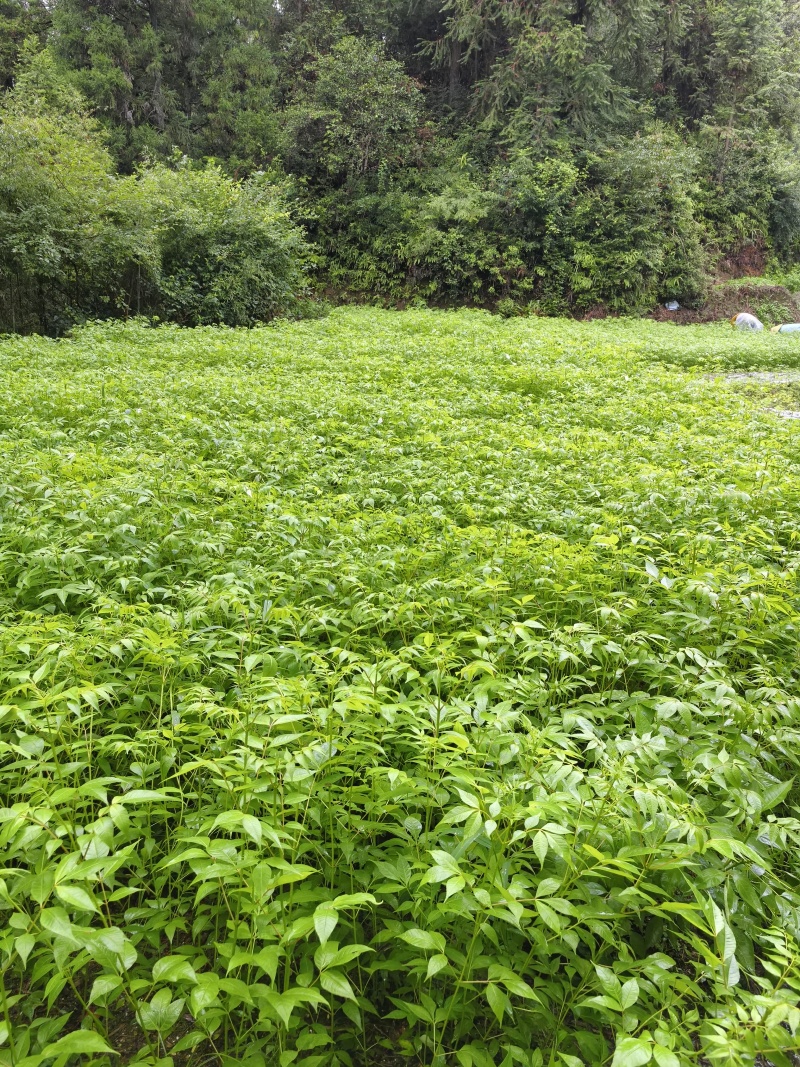 黄柏苗