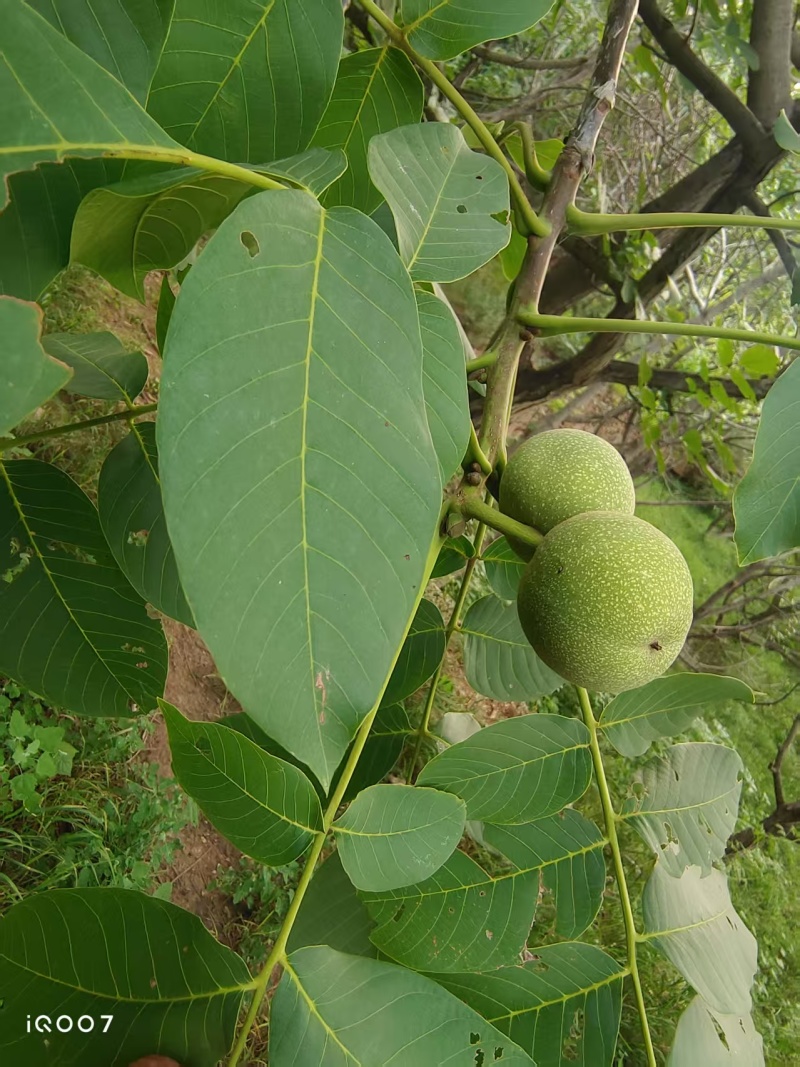 青皮核桃