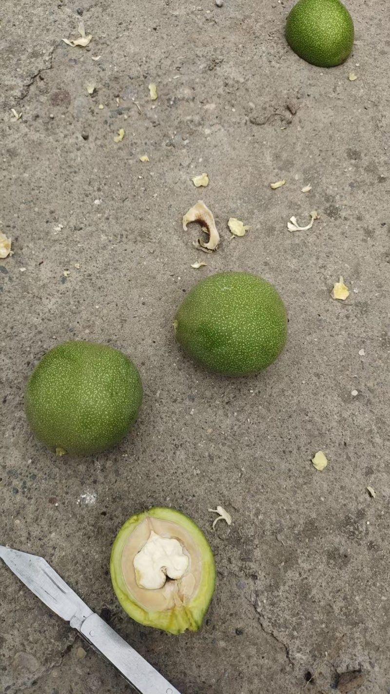 青皮核桃