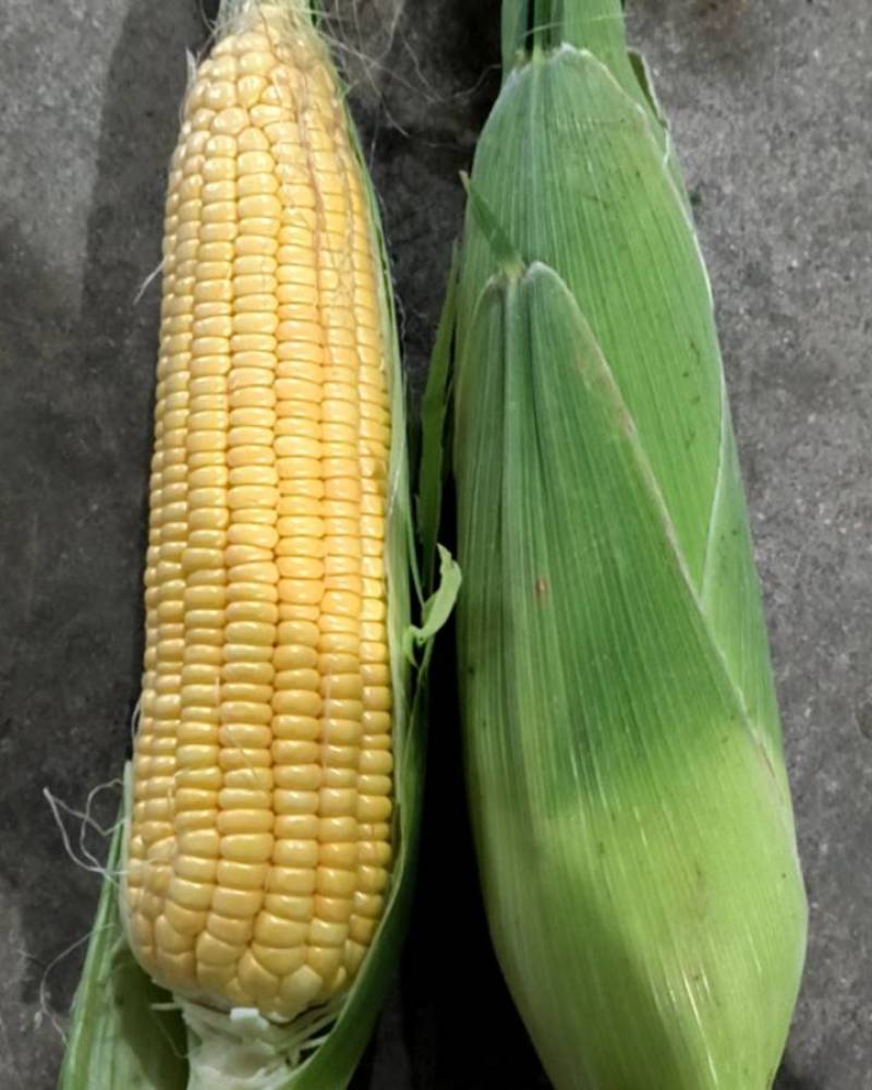 鲜食糯玉米水果玉米