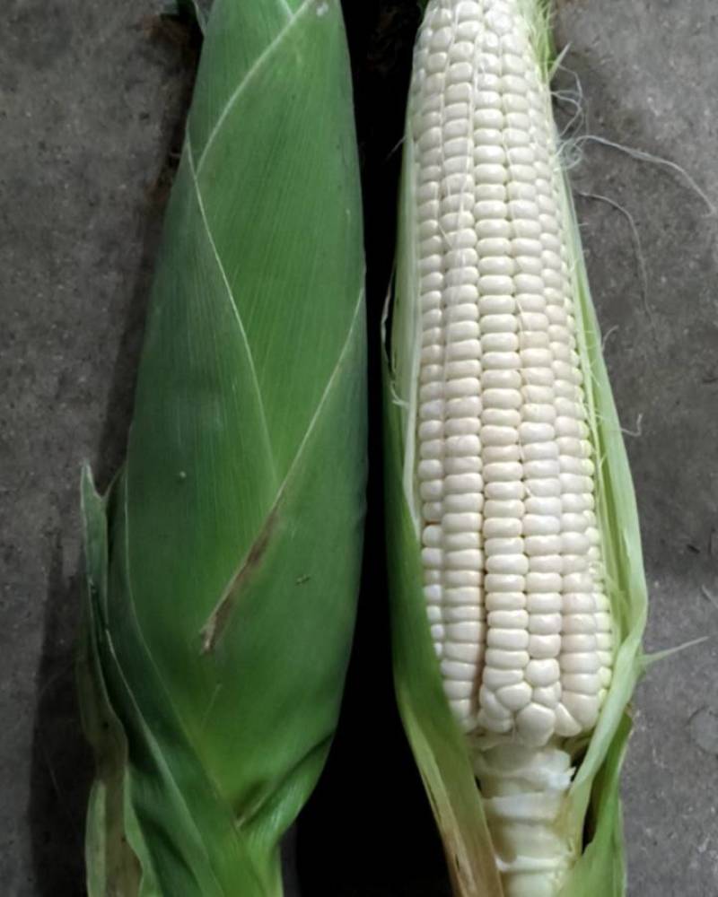 鲜食糯玉米水果玉米