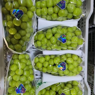 凉山西昌葡萄品种：阳光玫瑰克伦生