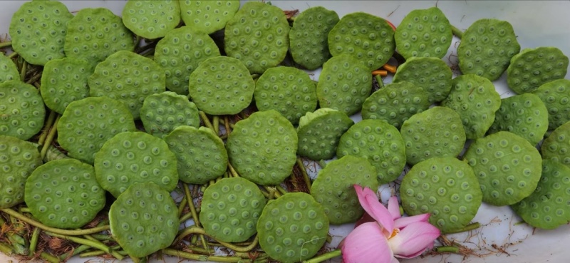 仙桃水果莲蓬