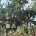 早苏梨货源充足，采摘期正常。脆甜水冲足需要联系加微