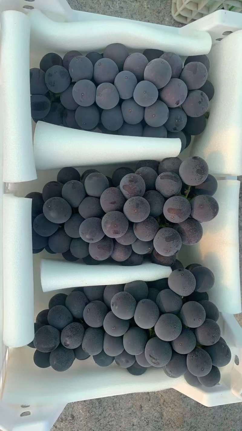 精品夏黑葡萄，一手货源，量大从优，可视频看货，欢迎咨询