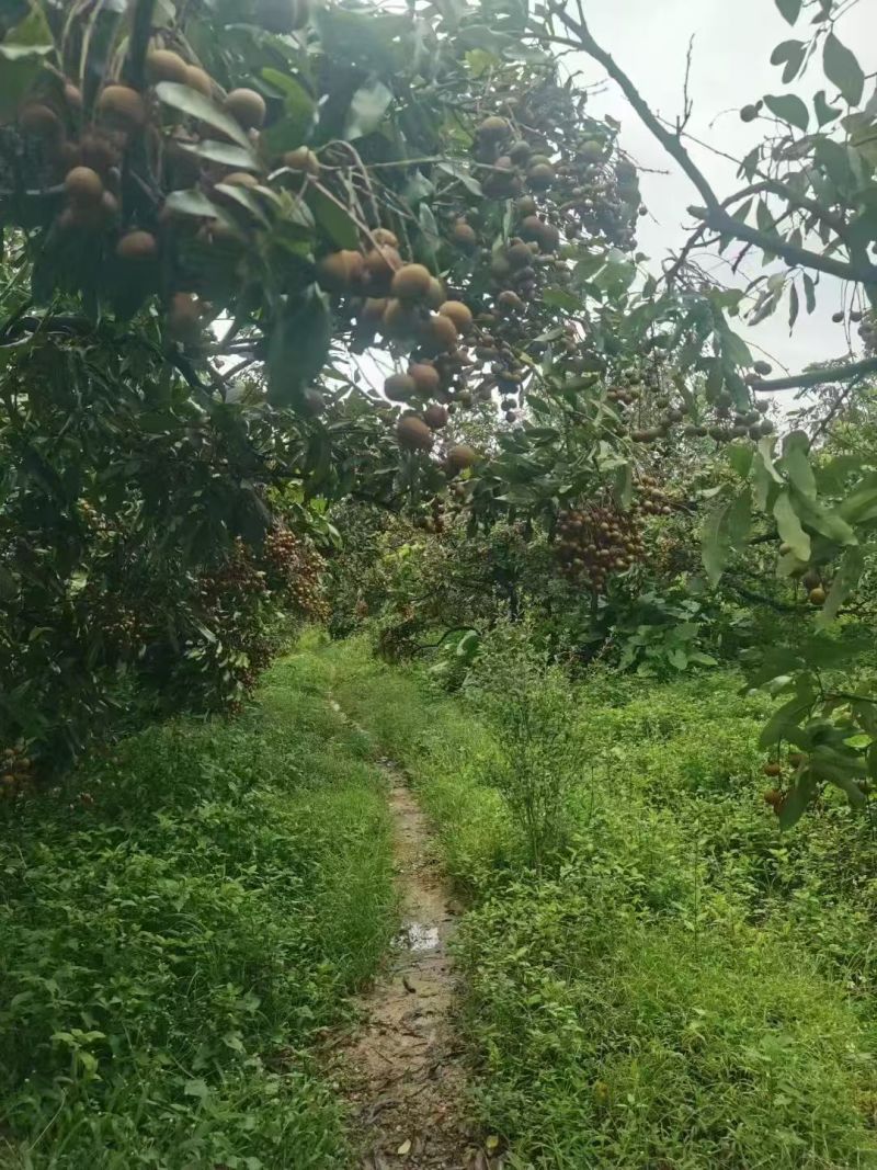高州储良龙眼，果园货12万斤