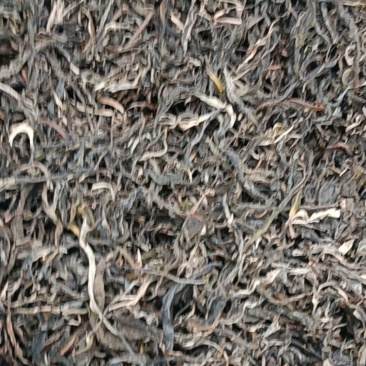 普洱生茶