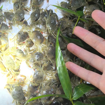 青蟹苗珠海本港青蟹苗