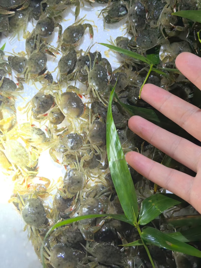 青蟹苗珠海本港青蟹苗
