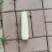 河北省泊头市粘棒子