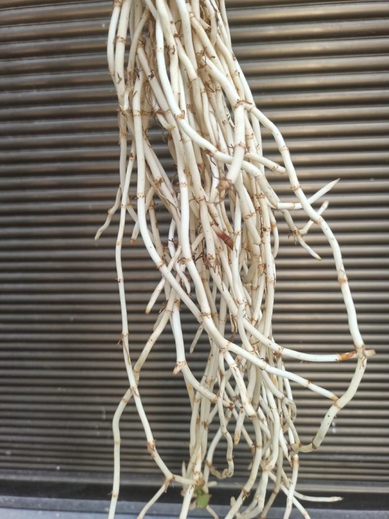 贵州折耳根