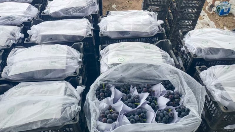夏黑葡萄🍇