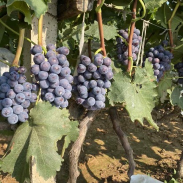 夏黑葡萄🍇