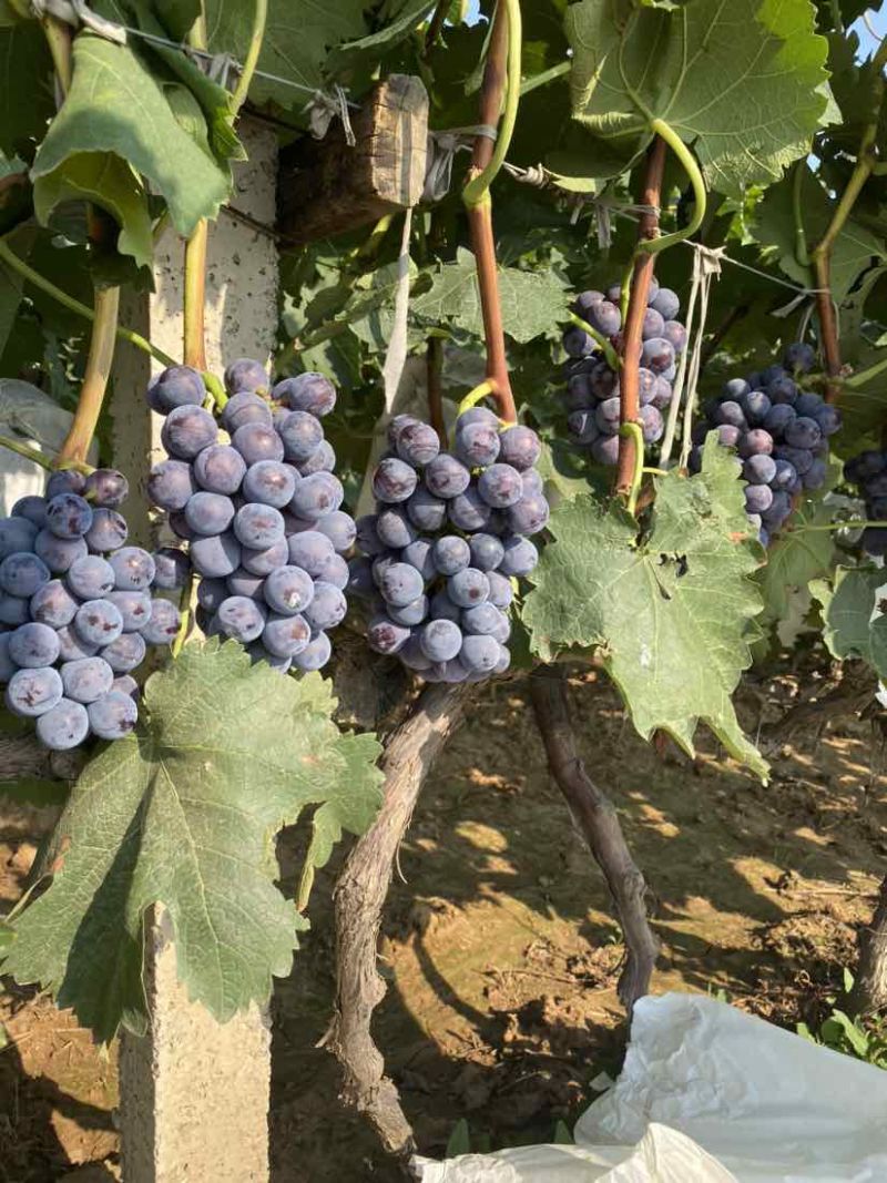 夏黑葡萄🍇
