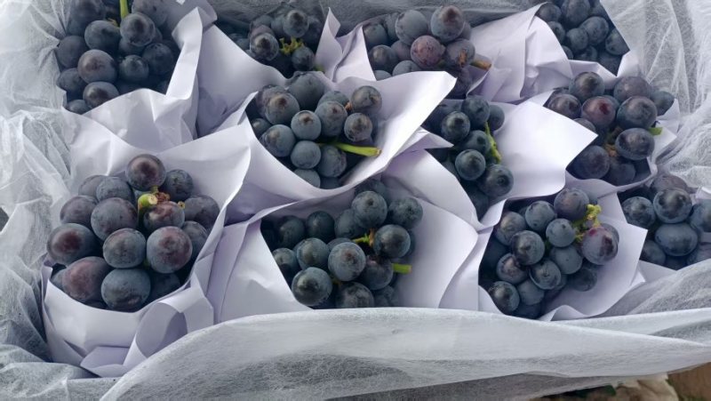 夏黑葡萄🍇