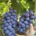 夏黑葡萄🍇