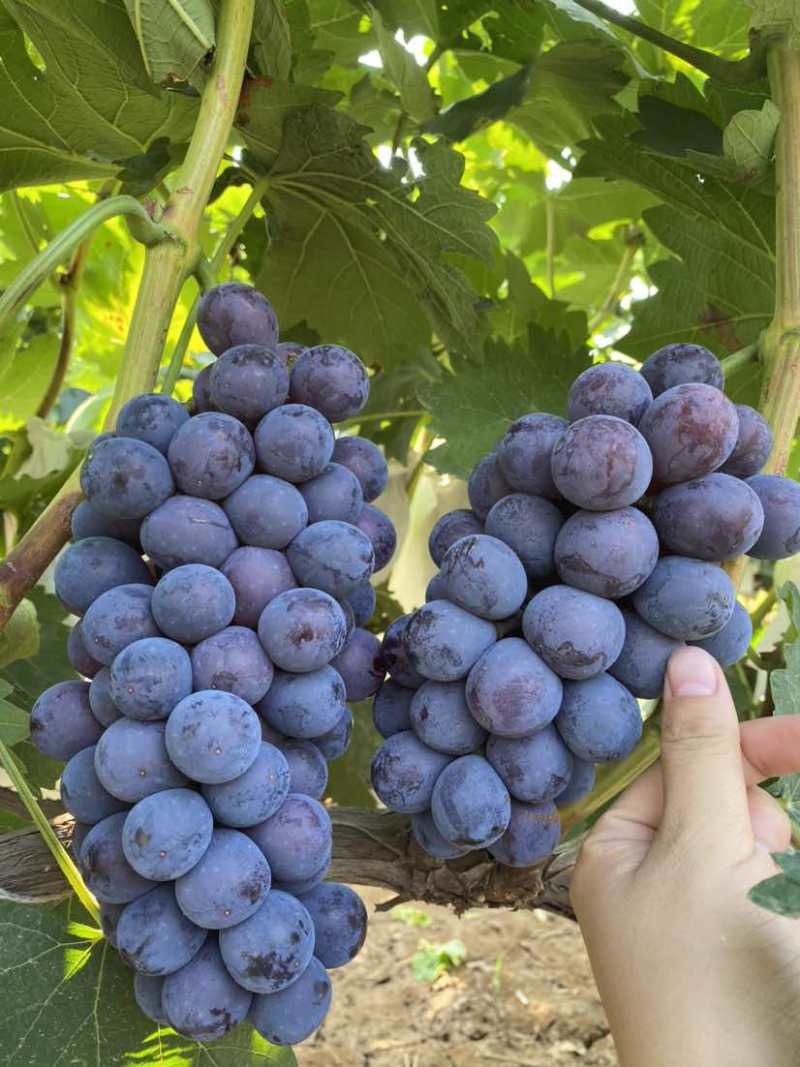 夏黑葡萄🍇