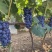 夏黑葡萄🍇