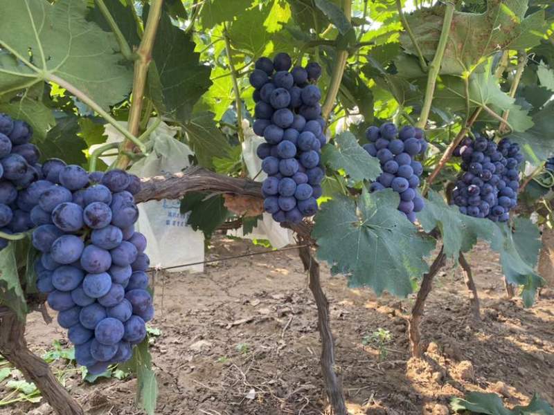 夏黑葡萄🍇