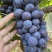 夏黑葡萄🍇