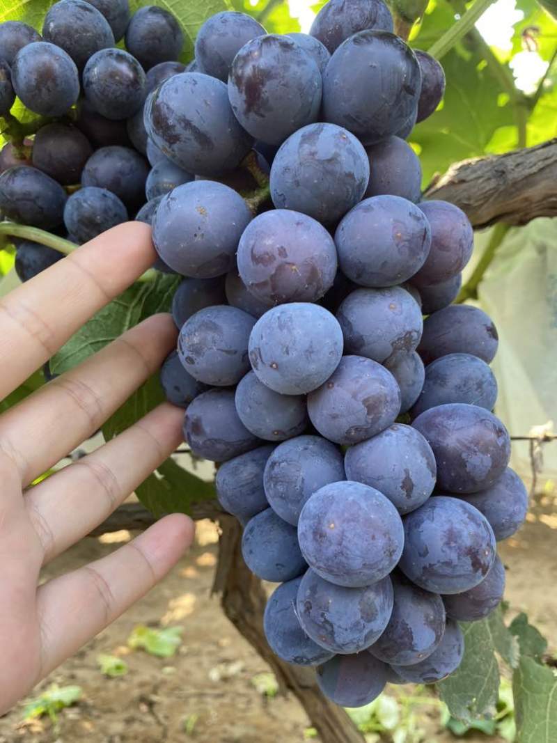 夏黑葡萄🍇