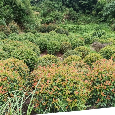 红叶石楠冠幅60公分
