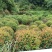 红叶石楠冠幅60公分