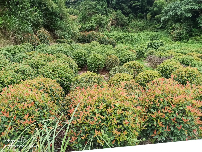 红叶石楠冠幅60公分
