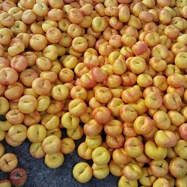 山东蒙阴蜜桃