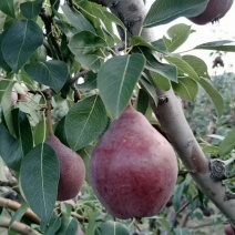 红巴梨🍐