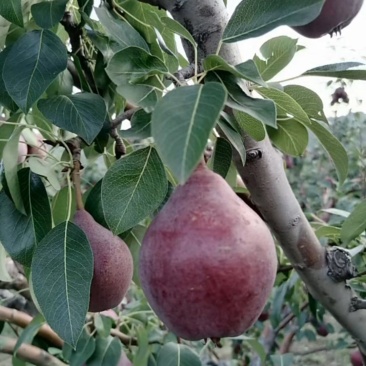 红巴梨🍐